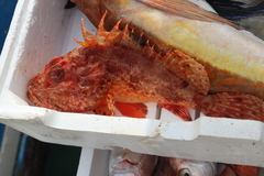 Scorpaena scrofa