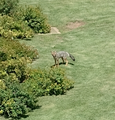 Lycalopex gymnocercus