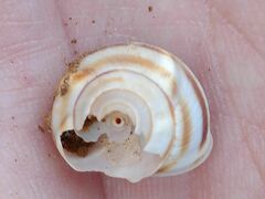 Metafruticicola sublecta