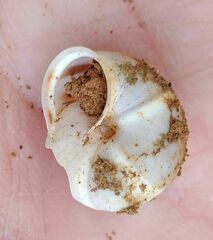 Metafruticicola sublecta