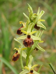 Ophrys exaltata archipelagi