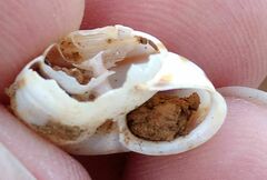 Metafruticicola sublecta