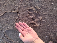 Hydrochoerus hydrochaeris