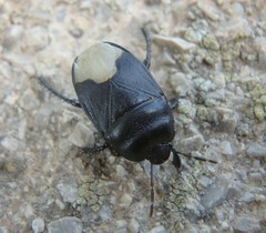 Cydnus aterrimus