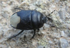Cydnus aterrimus