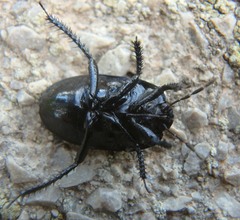 Cydnus aterrimus