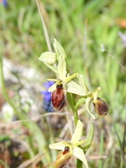 Ophrys exaltata archipelagi