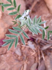 Biserrula epiglottis