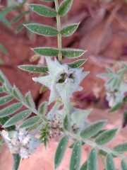 Biserrula epiglottis