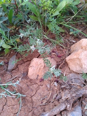 Biserrula epiglottis