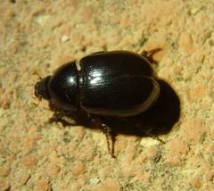 Hybosorus illigeri
