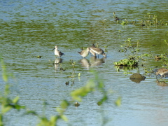 Calidris himantopus