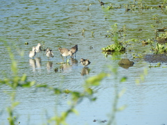 Calidris melanotos