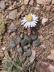 Trichocline cineraria