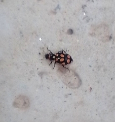 Eriopis serrai