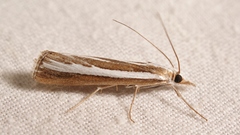 Catoptria fulgidella