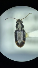 Bembidion patruele