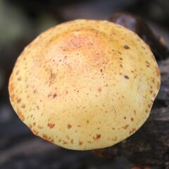 Pholiota lucifera