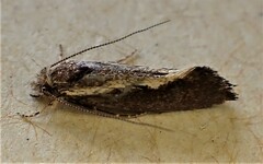 Tingena basella
