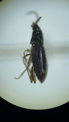 Bembidion patruele