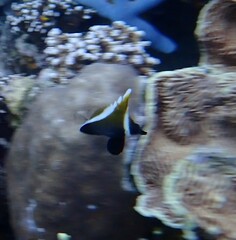 Heniochus varius
