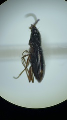 Bembidion patruele