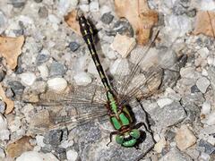 Ophiogomphus carolus