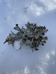 Platismatia tuckermanii