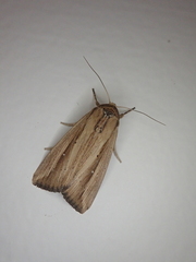 Leucania stenographa