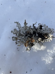 Platismatia tuckermanii