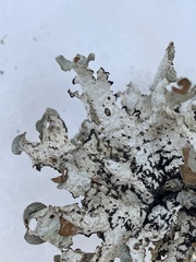 Platismatia tuckermanii