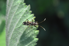 Neopamera bilobata
