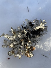 Platismatia tuckermanii