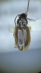 Bembidion dejectum