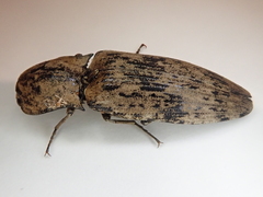 Cryptalaus nesiotes