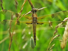 Libellula semifasciata