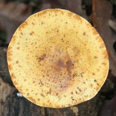 Pholiota lucifera