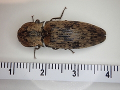 Cryptalaus nesiotes