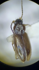 Bembidion dejectum