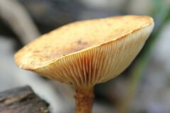 Pholiota lucifera