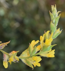 Anthyllis cytisoides