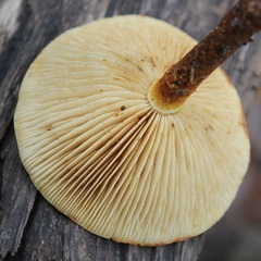 Pholiota lucifera