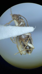 Bembidion dejectum