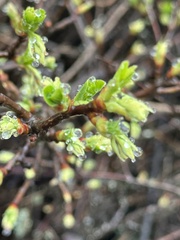 Oemleria cerasiformis