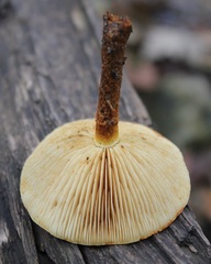 Pholiota lucifera