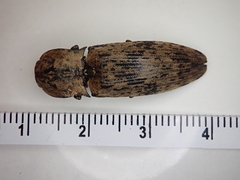 Cryptalaus nesiotes