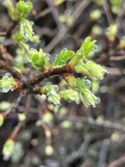 Oemleria cerasiformis