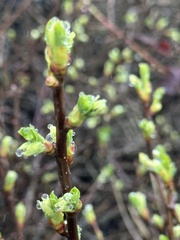 Oemleria cerasiformis