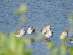 Calidris himantopus