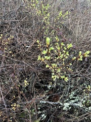 Oemleria cerasiformis